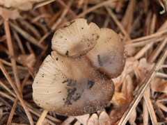 Lyophyllum anthracophilum