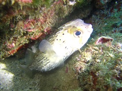 Diodon holocanthus