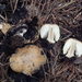 Coprinellus bipellis - Photo (c) pinonbistro, μερικά δικαιώματα διατηρούνται (CC BY-SA), uploaded by pinonbistro