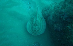 Urobatis concentricus