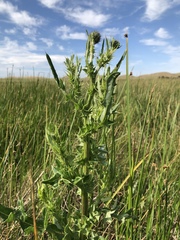 Cirsium hydrophilum hydrophilum