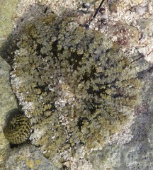 Actinostella flosculifera