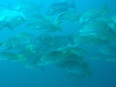 Lutjanus argentiventris