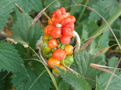 Arum italicum italicum