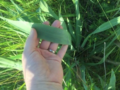 Eryngium yuccifolium