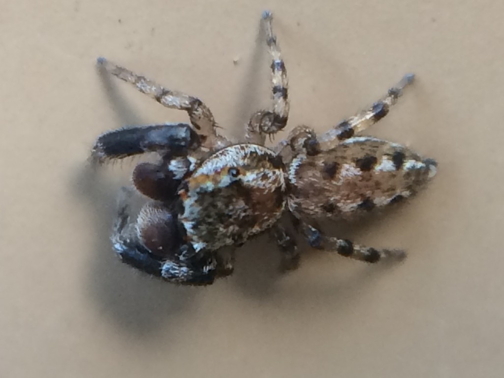 Marpissa obtusa