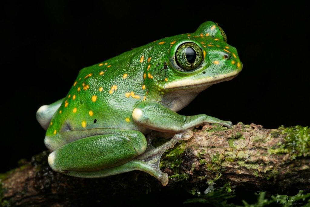 Big-eyed Frogs