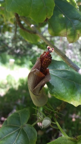 Hibiscadelphus giffardianus