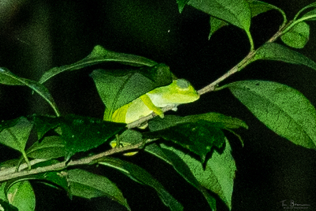 Mount Mabu Chameleon - Photo (c) Tim Brammer, some rights reserved (CC BY-NC), uploaded by Tim Brammer