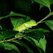 Mount Mabu Chameleon - Photo (c) Tim Brammer, some rights reserved (CC BY-NC), uploaded by Tim Brammer