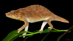 Mount Mabu Pygmy Chameleon photo 3