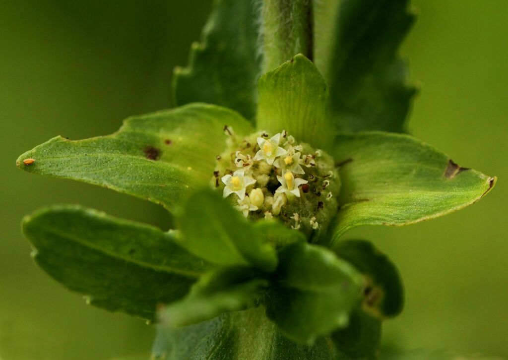 Enydrinae