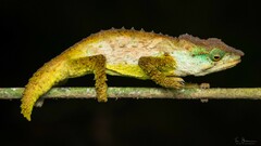 Mount Mabu Pygmy Chameleon photo 2
