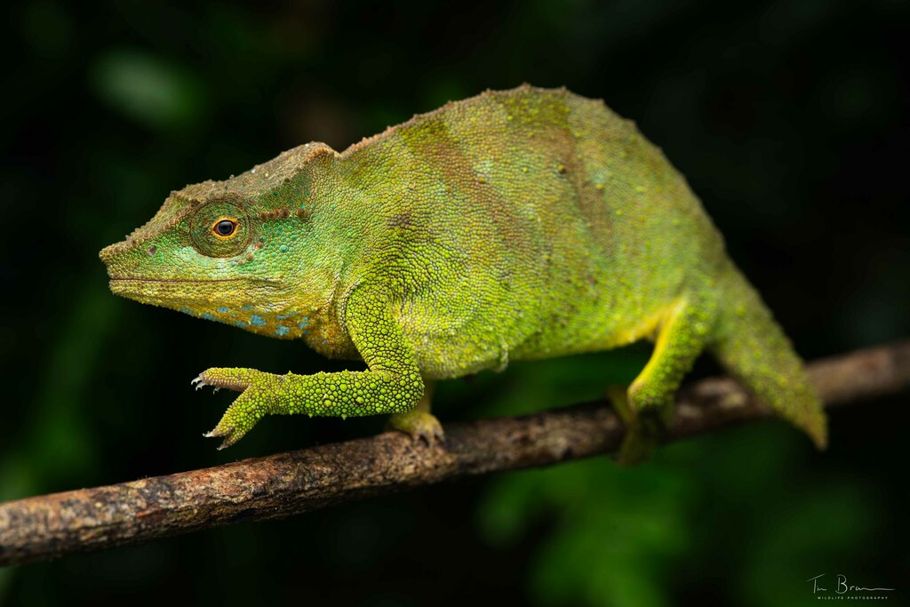 Mount Mabu Pygmy Chameleon