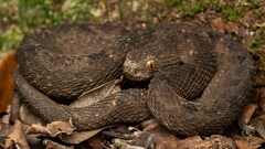 Mount Mabu Forest Viper photo 3