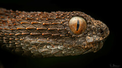 Mount Mabu Forest Viper photo 2