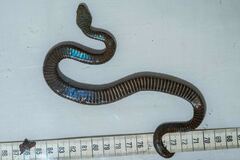 Mount Mabu Forest Viper photo 4