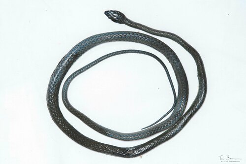 Montane Forest Tree Snake