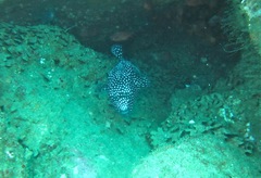 Arothron meleagris