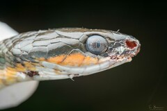 Montane Forest Tree Snake photo 4