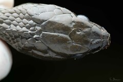Montane Forest Tree Snake photo 5