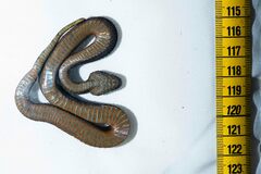 Mount Mabu Forest Viper photo 5