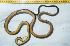 Montane Forest Tree Snake photo 3