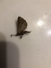 Phalaenostola larentioides