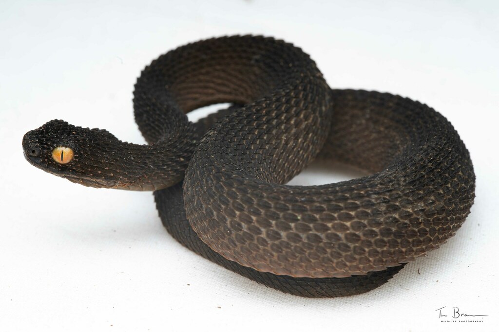 Mount Mabu Forest Viper