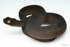 Mount Mabu Forest Viper photo 1