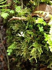 Thamnobryum alleghaniense