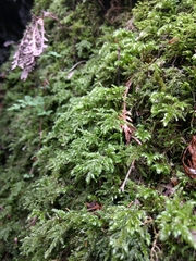 Thamnobryum alleghaniense