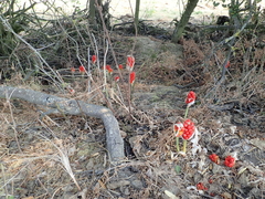 Arum italicum italicum