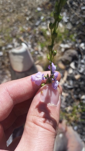 Nuttallanthus texanus observed 2019-05-23