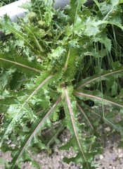 Sonchus asper