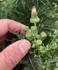 Sonchus asper