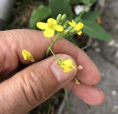 Brassica rapa