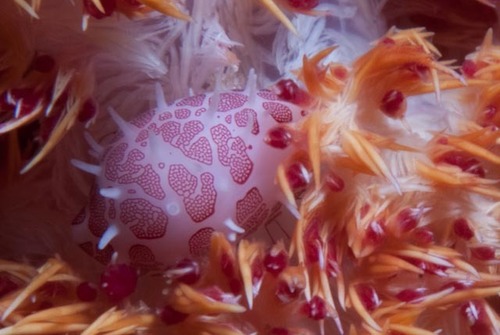 Testudovolva ericae