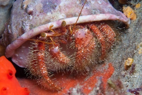 Dardanus crassimanus
