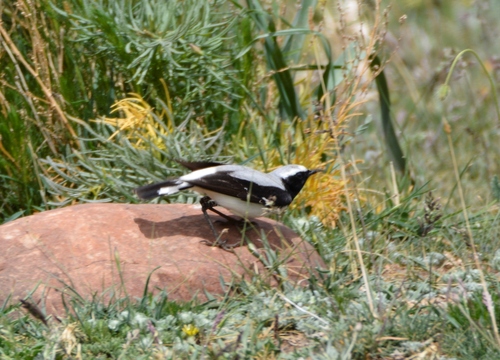 Collalba del Atlas (Oenanthe seebohmi)