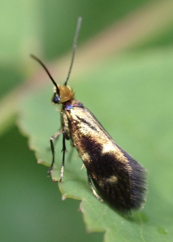 Micropterix aureoviridella