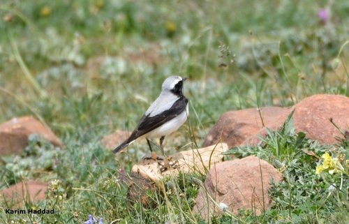 Collalba del Atlas (Oenanthe seebohmi)