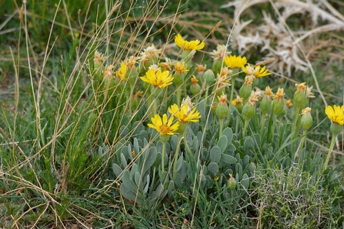 Hertia cheirifolia, photograph 6