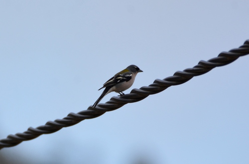African Chaffinch (Fringilla spodiogenys), photo 8
