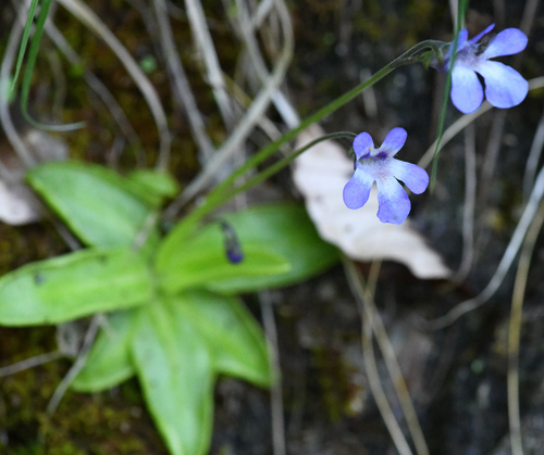 Pinguicula vallis-regiae