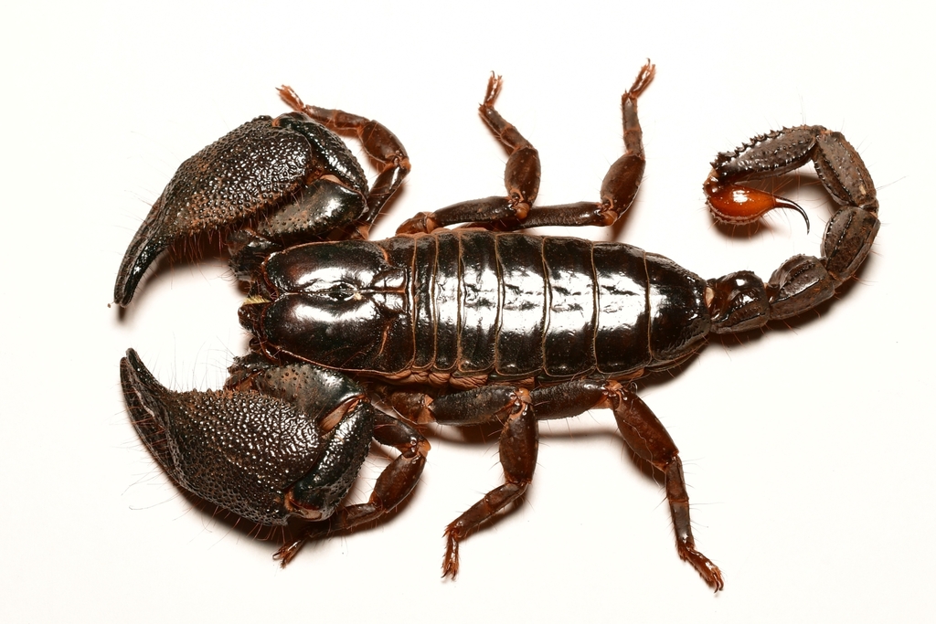 Deccanometrus phipsoni