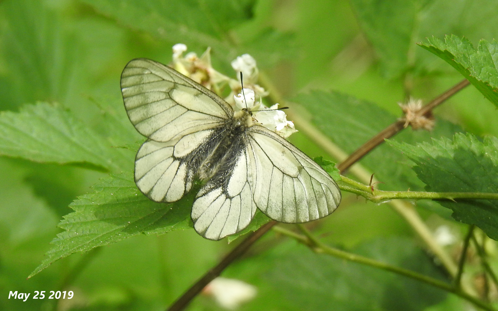 Stubbendorf's Apollo