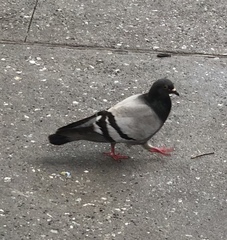 Columba livia domestica