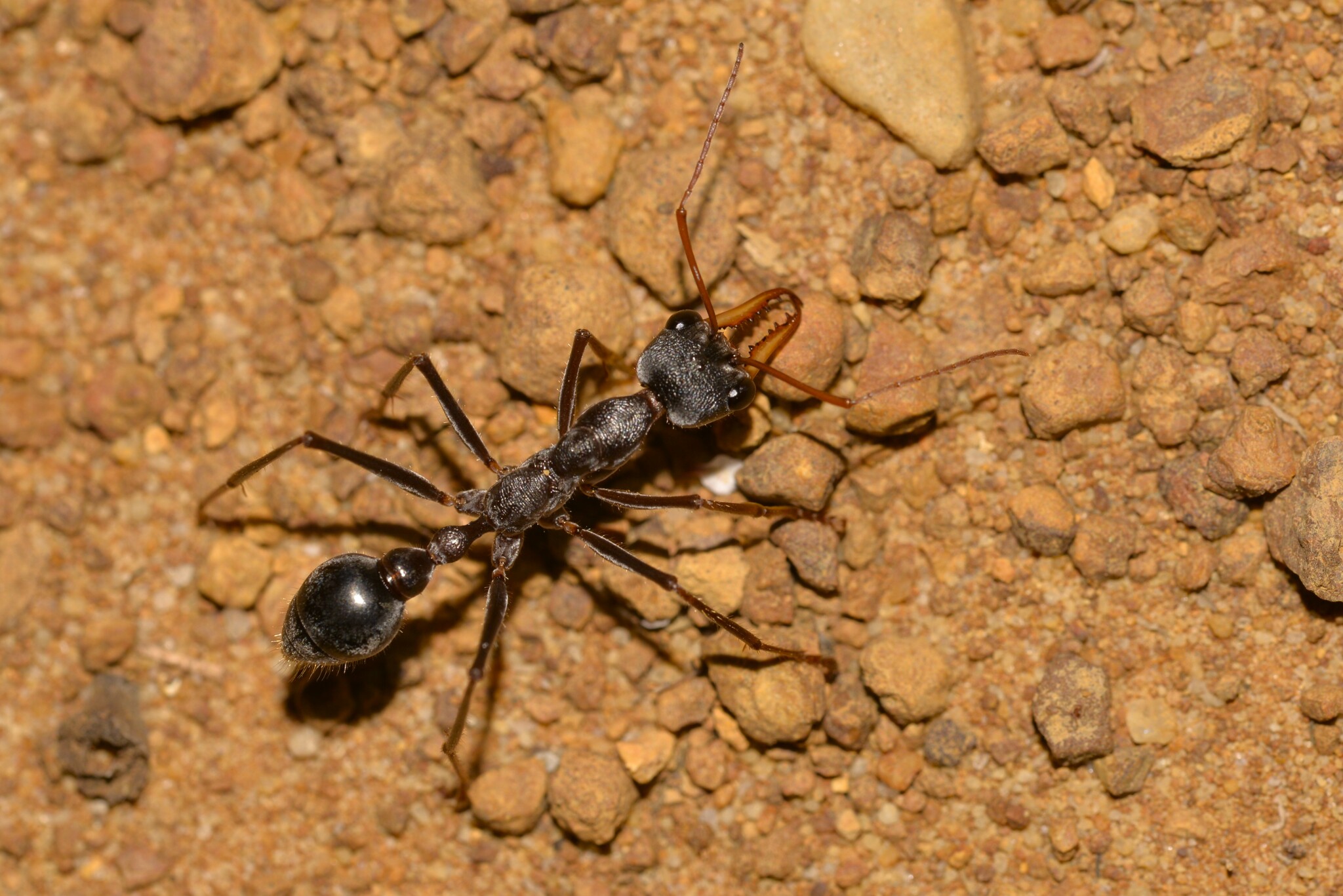 Myrmecia pavida