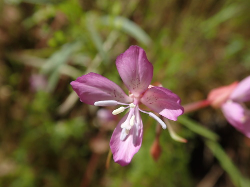 Waltham Creek clarkia (Clarkia modesta)